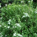 Philadelphus microphyllus P12